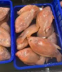 Tilapia