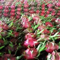 Dragon Fruit