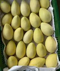 Fresh Mango