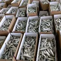 Dried Herring Fish