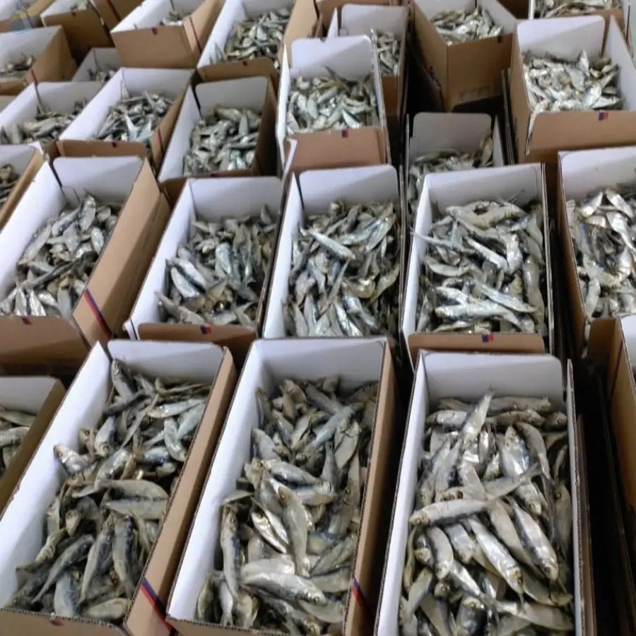 Dried Herring Fish