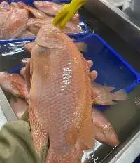Tilapia