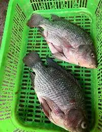 Perch