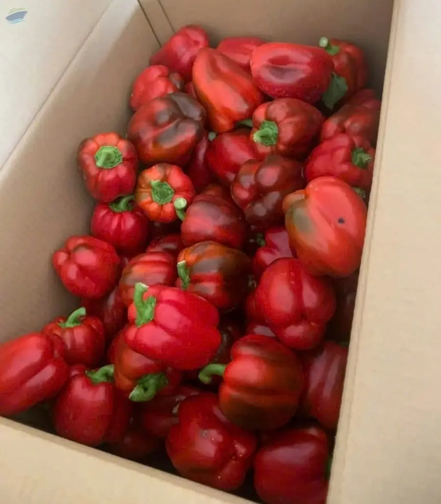 Bell Pepper