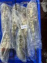Lobster