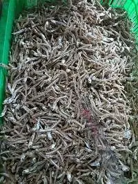 Dried Anchovy Fish