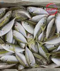 Frozen Yellowstripe Scad Fish
