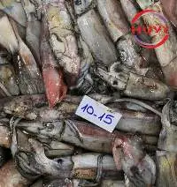Frozen Bigfin Reef Squid