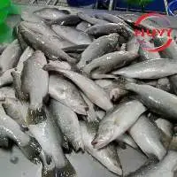 Frozen Barramundi Fish
