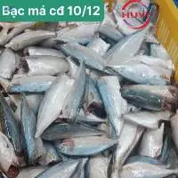IQF Headless Layang Scad Fish