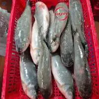 IQF Frozen Grass Carp