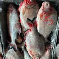 IQF Frozen Pompano Fish