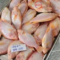 IQF Frozen Red Tilapia