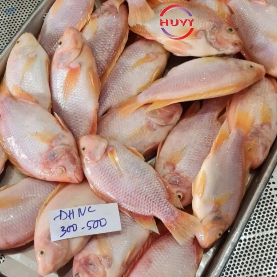 IQF Frozen Red Tilapia