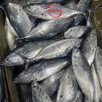 Frozen Skipjack Tuna