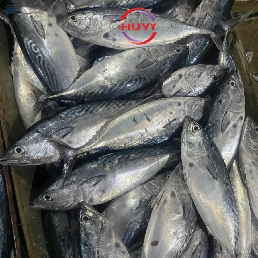 Frozen Skipjack Tuna