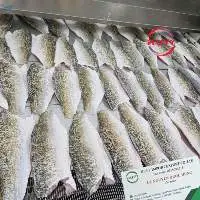 Frozen Barramundi Fillet