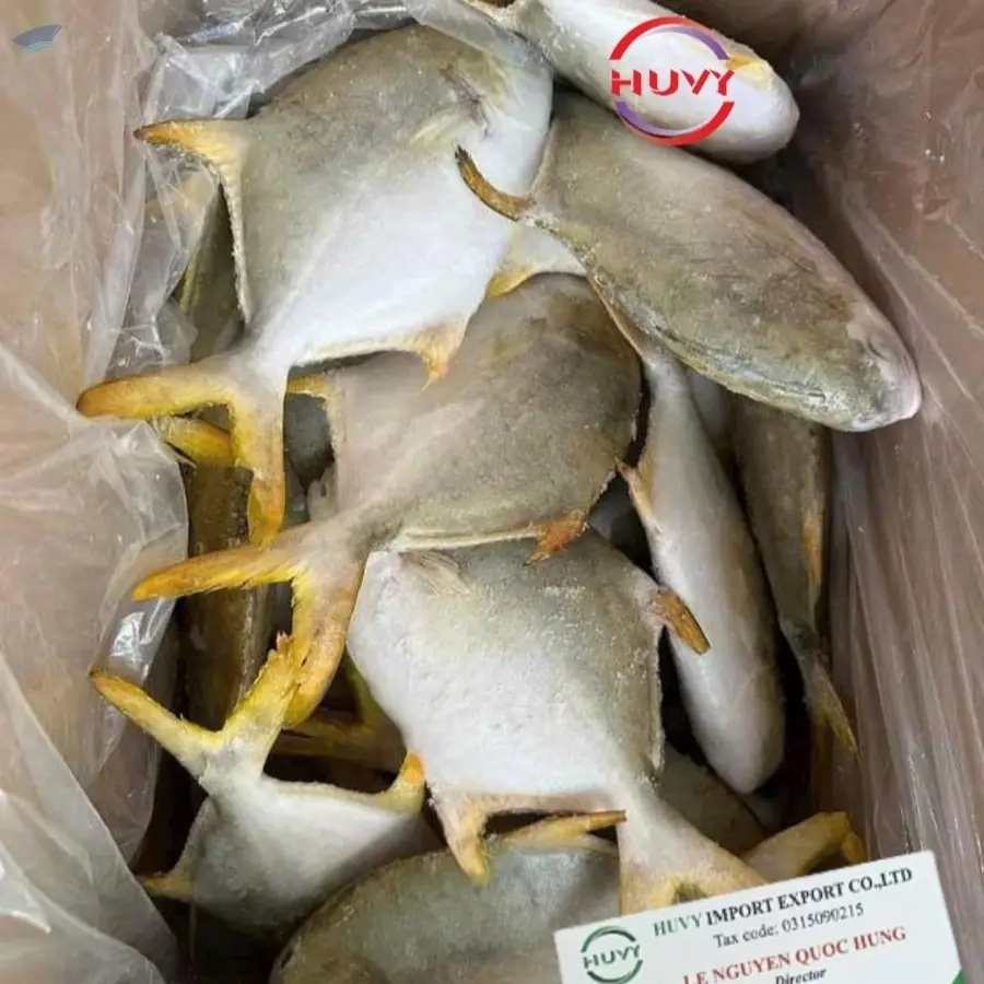 Frozen Golden Pomfret Fish