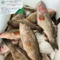 Frozen Grouper Fish