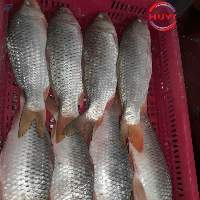 Frozen Common Carp