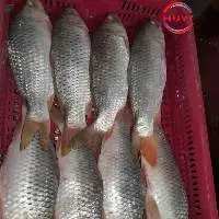 Frozen Common Carp