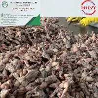 Frozen Frog Legs