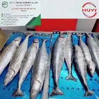 Frozen Wahoo Fish