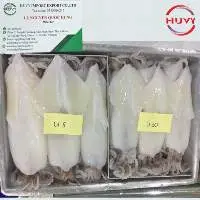 IQF Frozen Whole Round Loligo Squid