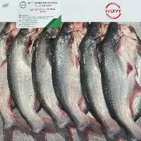 Frozen Pangasius Fish