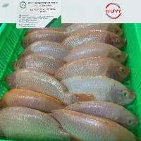 Frozen Red Tilapia