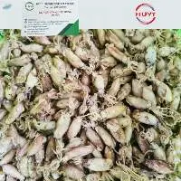 Teamed & Semi-Dried Baby Cuttlefish