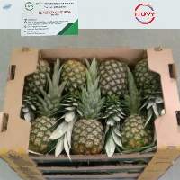 Fresh Pineapple MD2