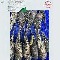 Frozen Spiny Lobster