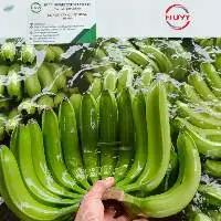 Fresh Green Cavendish Banana