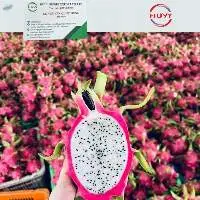 Fresh Dragon Fruit (White & Red Flesh)