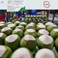 Trimmed Young Coconut (Top-Cut/ Cone-Cut)