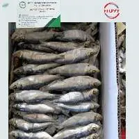 Dried Herring Fish