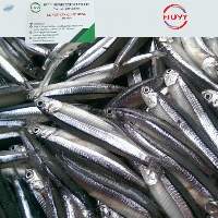 Frozen Anchovy Fish