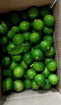 Fresh Lemon