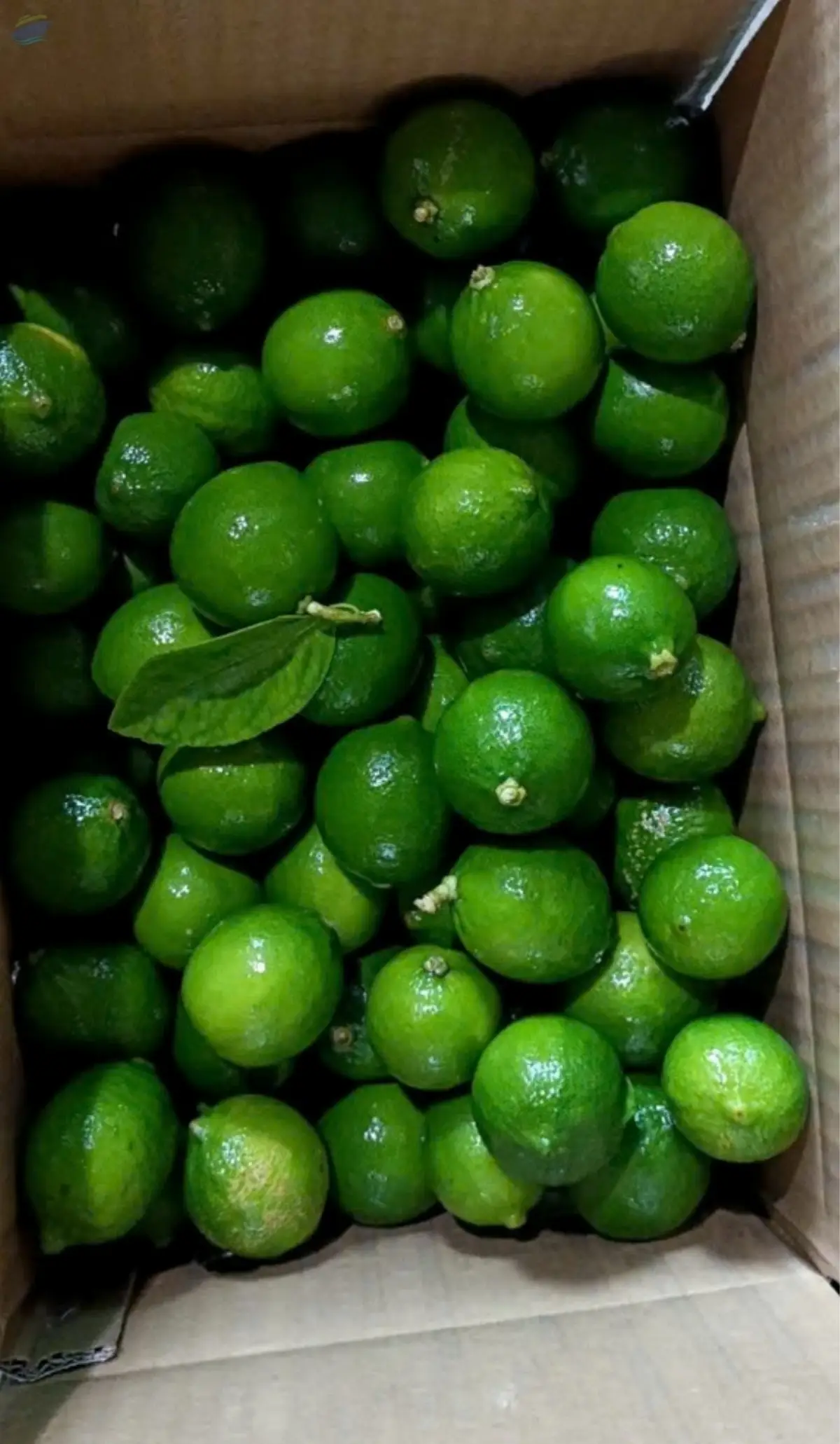 Fresh Lemon