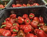 Fresh Bell Pepper