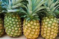 Fresh Pineapple