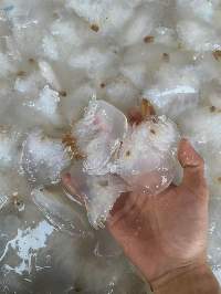 Salted Jellyfish