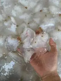 Salted Jellyfish