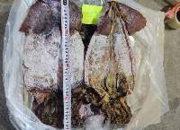 Dried Black Squid
