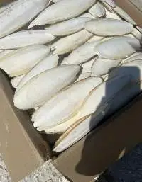 Cuttlefish Bone