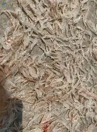Dried Baby Shrimp