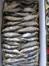 Dried Herring Fish