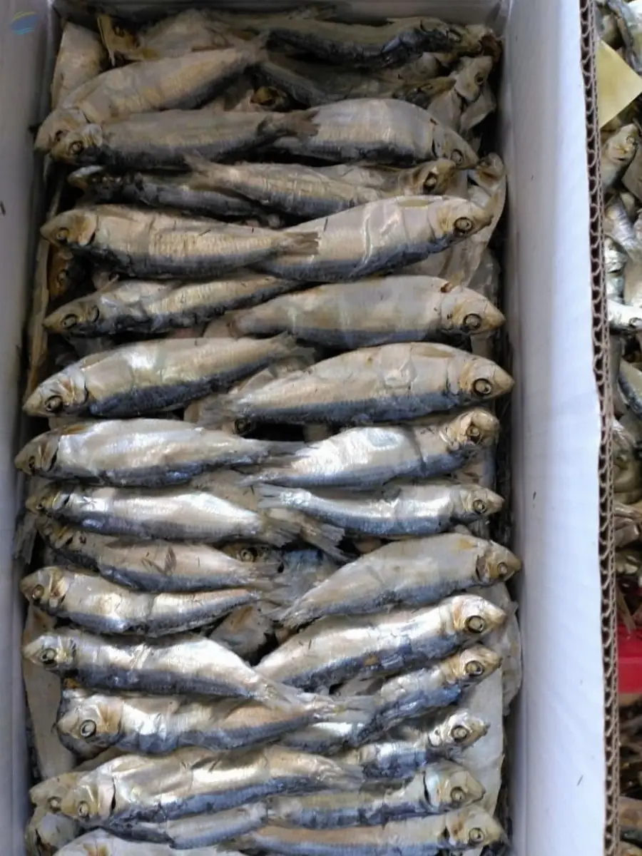 Dried Herring Fish