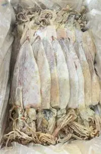 Dried Squid
